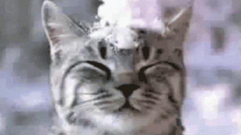 giphy-facebook_s.jpg