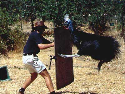 animal-attack5.jpg