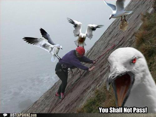 funny-captions-you-shall-not-pass.jpg