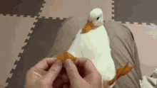 duck-foot-rub.gif
