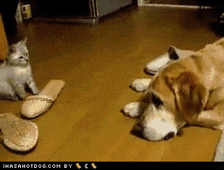 goggie-gif-kitteh-u-so-krayzee