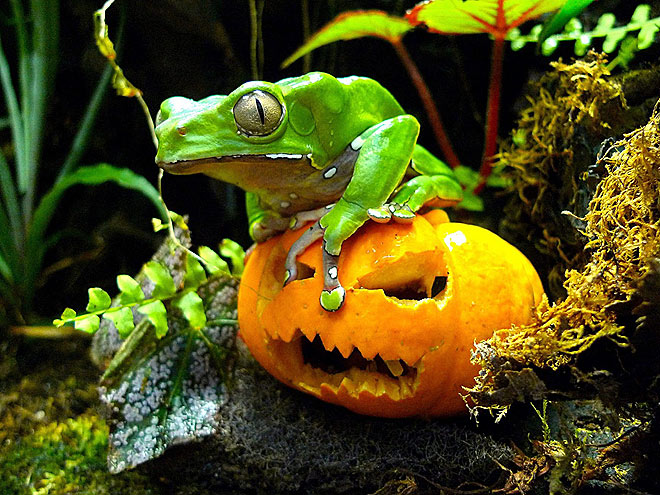 pumpkin-10-660.jpg