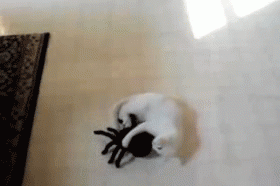 wheeee
