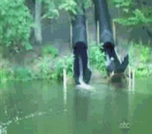 4f0p.gif