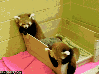 eNvbUXW.gif