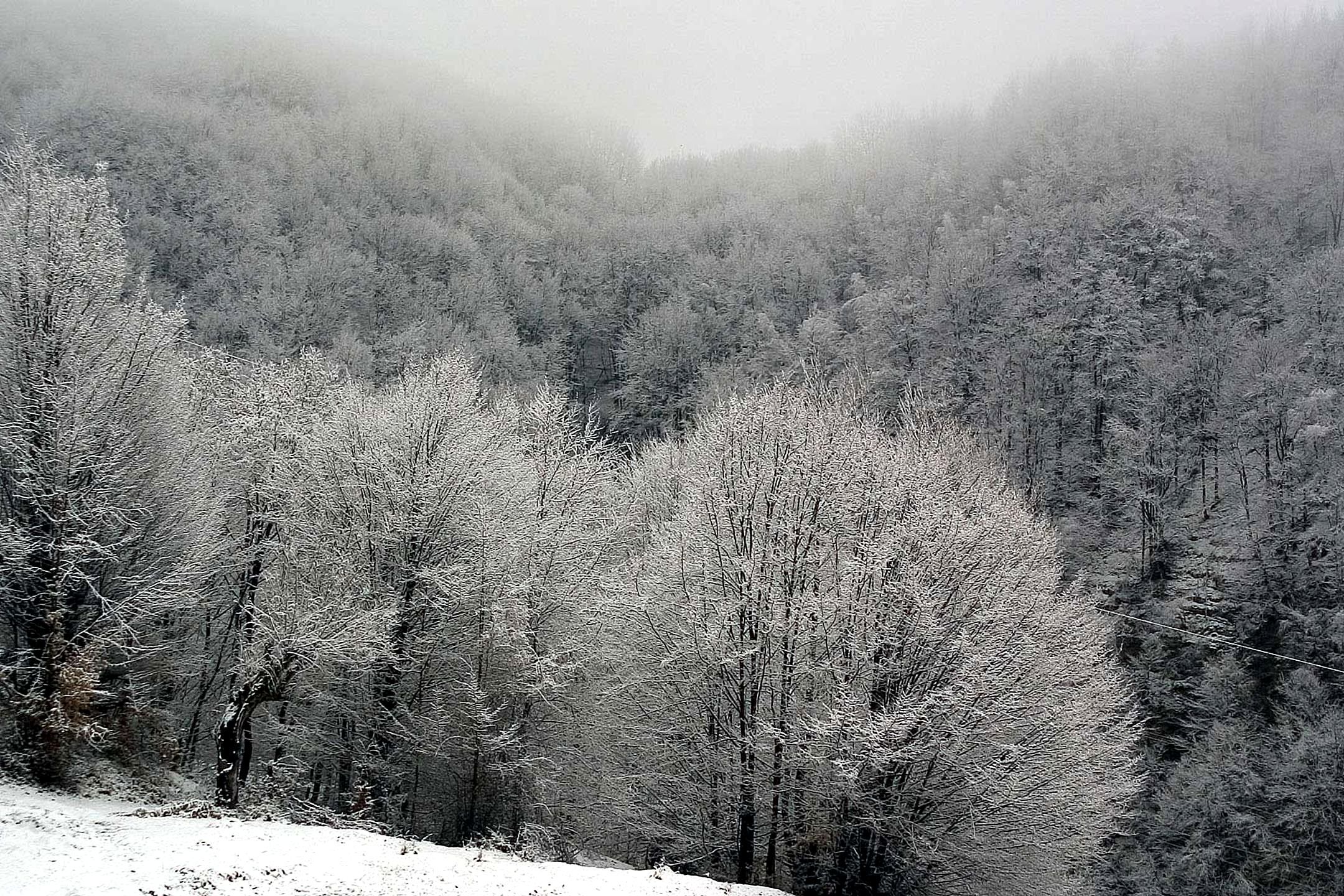 Trees_winter_time_landscape_nature.jpg