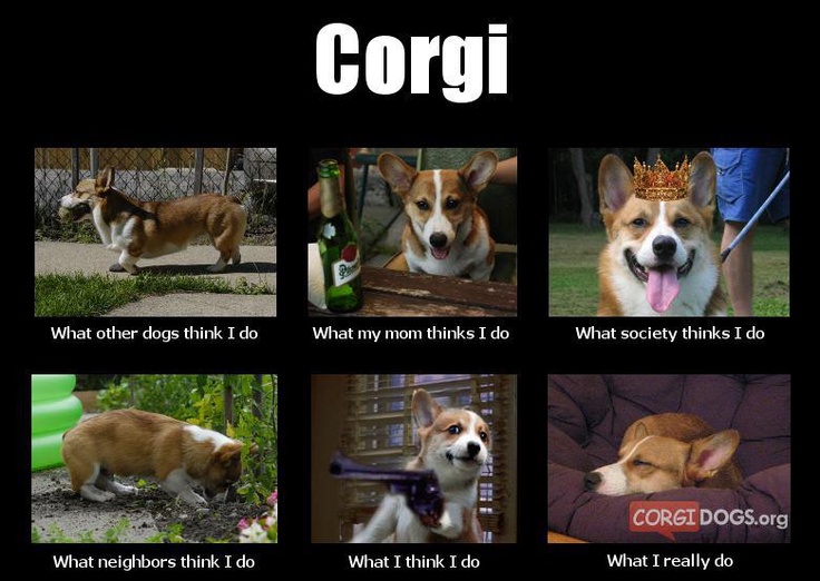 40d6a00d4584acf53081db167cdc6083--corgi-meme-corgi-dog.jpg