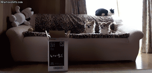 QgGfAkD.gif