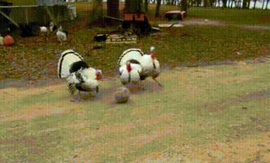texas-turkeys-play-soccer