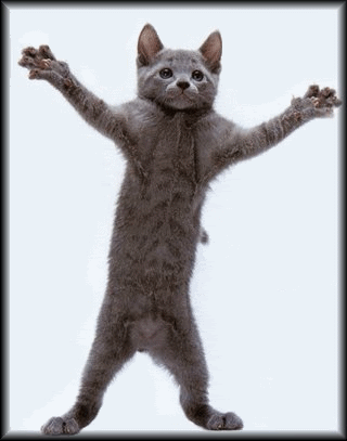 happydancecat.gif