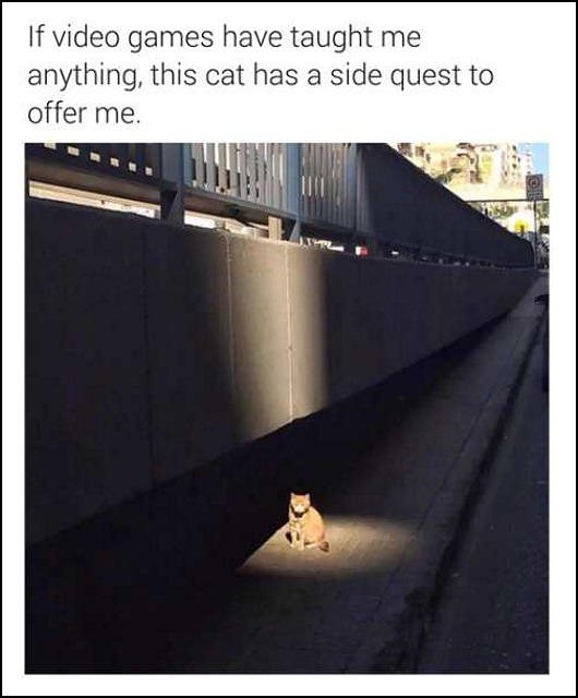 cat-offers-side-quest.jpg