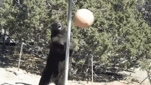 bear-tether.gif