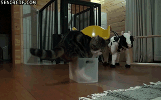 maru-attempts-to-sit-in-a-small-box