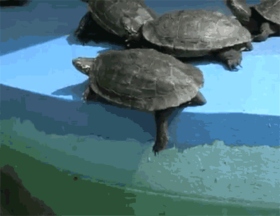 tartaruga.gif
