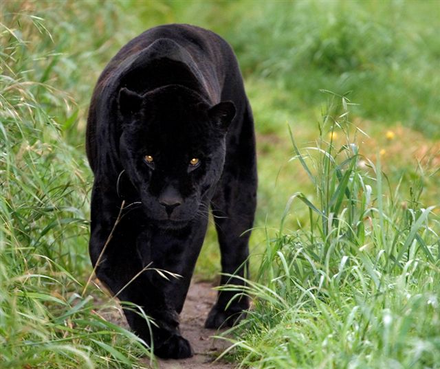 Black+panther3.jpg