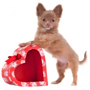 Valentine-300x300.jpg