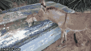 donkey-and-kitty-become-friends