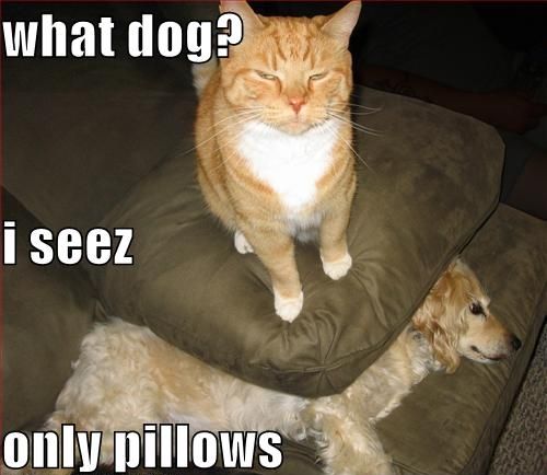 Funny-Cat-Dog.jpg
