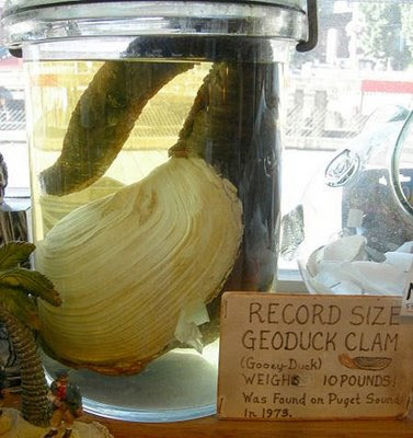 Geoducks-8.jpg