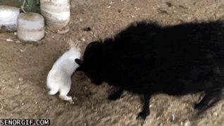 sheep-imitates-rabbit
