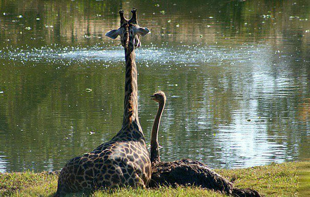 unusual-animal-friendship-10-2.jpg