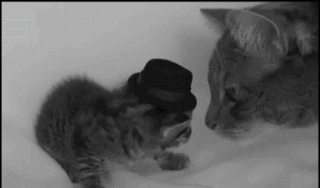 ani_hat-cat-hate.gif