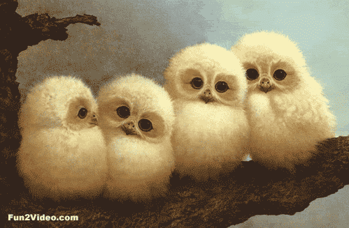 5nfo.gif