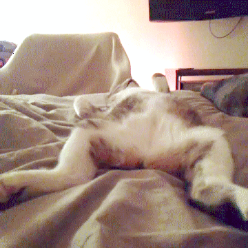 sleepy-twitches