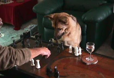dog-chess.jpg