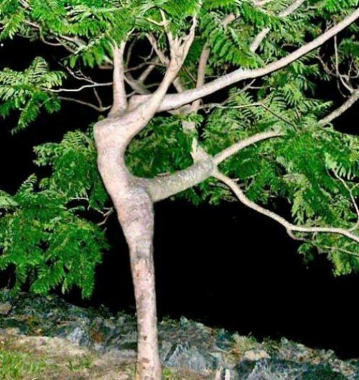 weird-tree+03.jpg