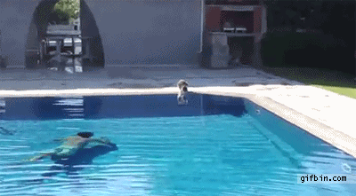 1305890712_guy_in_swimming_pool_scares_cat.gif