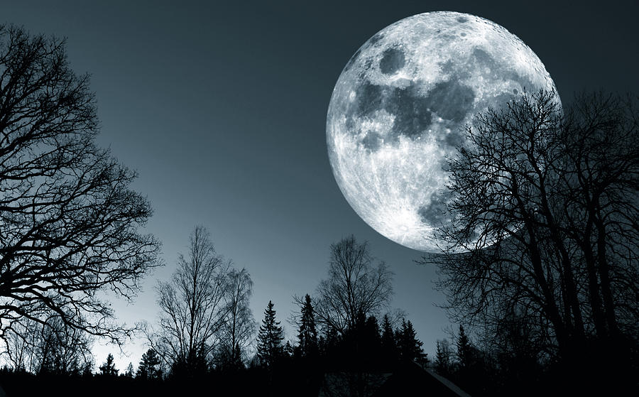 Dark-Forest-With-Moon-3.jpg