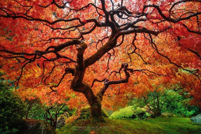 japanesemaple-650x433.jpg