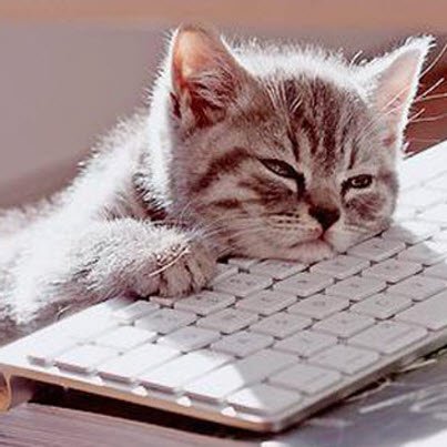 fallling-asleep-at-keyboard-cat.jpg
