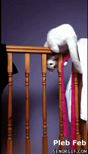 giphy.gif