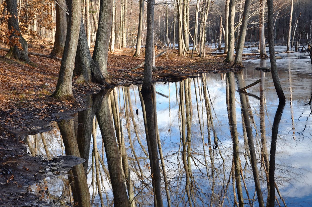 tree+reflection.jpg