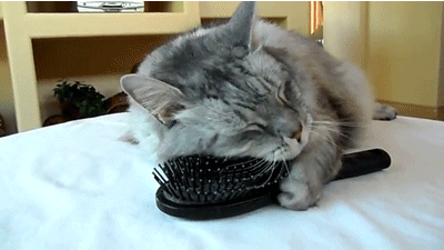 The-cat-use-comb.gif