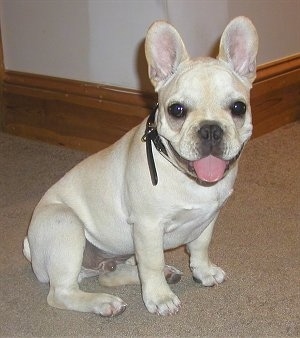 FrenchBulldogHarley8months.JPG