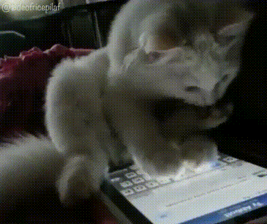 bdf9gvP.gif