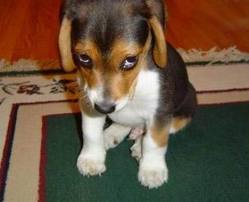 embarrassed-dog.jpg