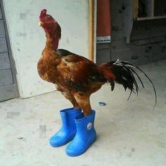 gumboots.jpg