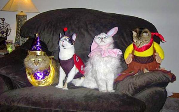 cat-costume-party.jpg
