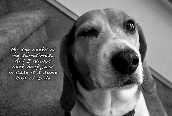 dog-wink-code.jpg