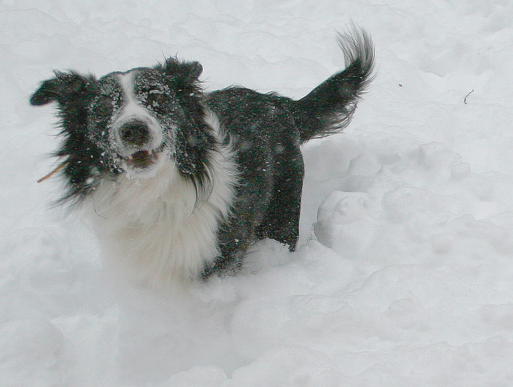 happycharliesnow-gif.jpg