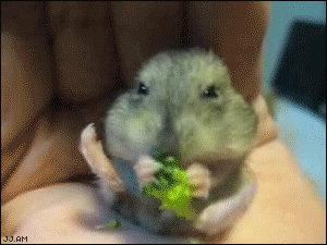 th1EPU1.gif