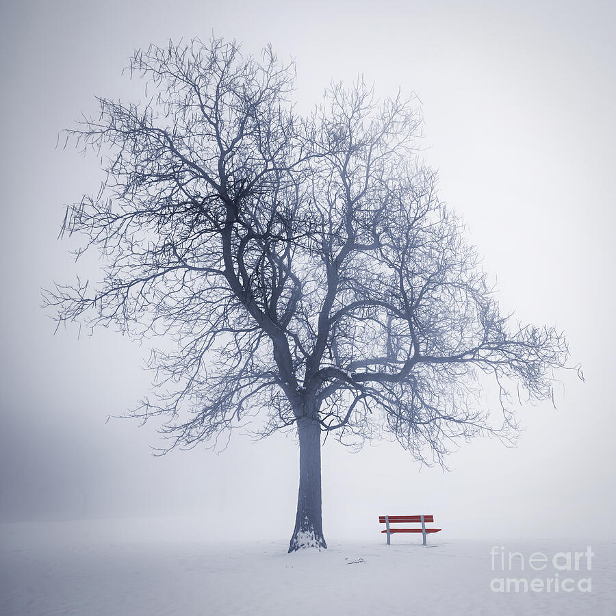 2-winter-tree-in-fog-elena-elisseeva.jpg