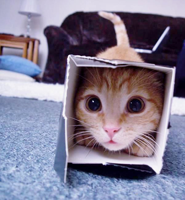 box-kitten.jpg