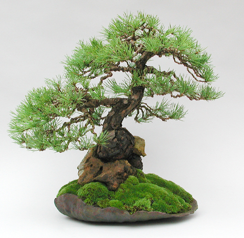 pine+tree+bonsai.jpg