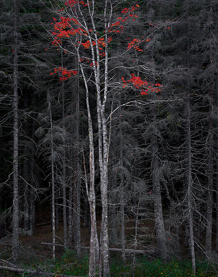 Cramer_BareTrees.jpg