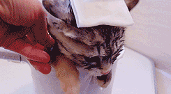 gif-kitten-being-bathed-in-a-cup